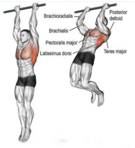 Chin-ups, exercices dorsaux